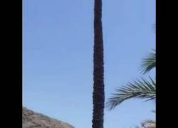 Enlace a Esta cabra se ve en apuros para bajar de esa enorme palmera