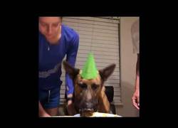 Enlace a Sorprenden a este pastor alemán con su tarta de cumpleaños