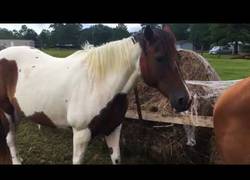 Enlace a Se vuelve a reunir con sus animales tras el huracán Irma y es muy dramático todo