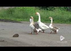 Enlace a Los gansos que se organizaron para ayudar a pasar la calle al pobre erizo