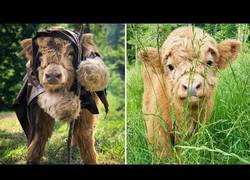 Enlace a La adorable vaca de montaña que creía ser un perrito
