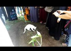 Enlace a Este gatito se opone a irse de la tumba de su dueño... incluso intenta cavar