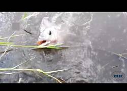 Enlace a Pescando con un bote rc