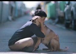 Enlace a Primer abrazo a perros callejeros