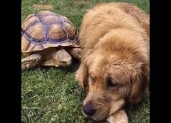 Enlace a La tortuguita y el Golden Retriever que se hicieron los mejores amigos