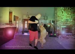 Enlace a Enseñando al perro a bailar merengue