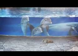 Enlace a Estos delfines están fascinados al ver a unas ardillas merodear por allí al lado