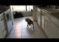 Enlace a Cuando creías haber  visto todo llega este bulldog haciendo el moonwalk en su casa