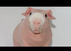 Enlace a Él es Pim, el adorable cerdito de Guinea con un aspecto muy peculiar
