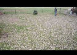 Enlace a El genial timelapse mientras recoge las hojas del jardín