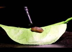 Enlace a ¿A qué suena una babosa? Básicamente, a esto