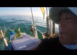Enlace a Salvan a una iguana perdida en el mar a 4 millas de distancia