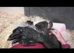 Enlace a La reacción de este chimpancé que te romperá el corazón