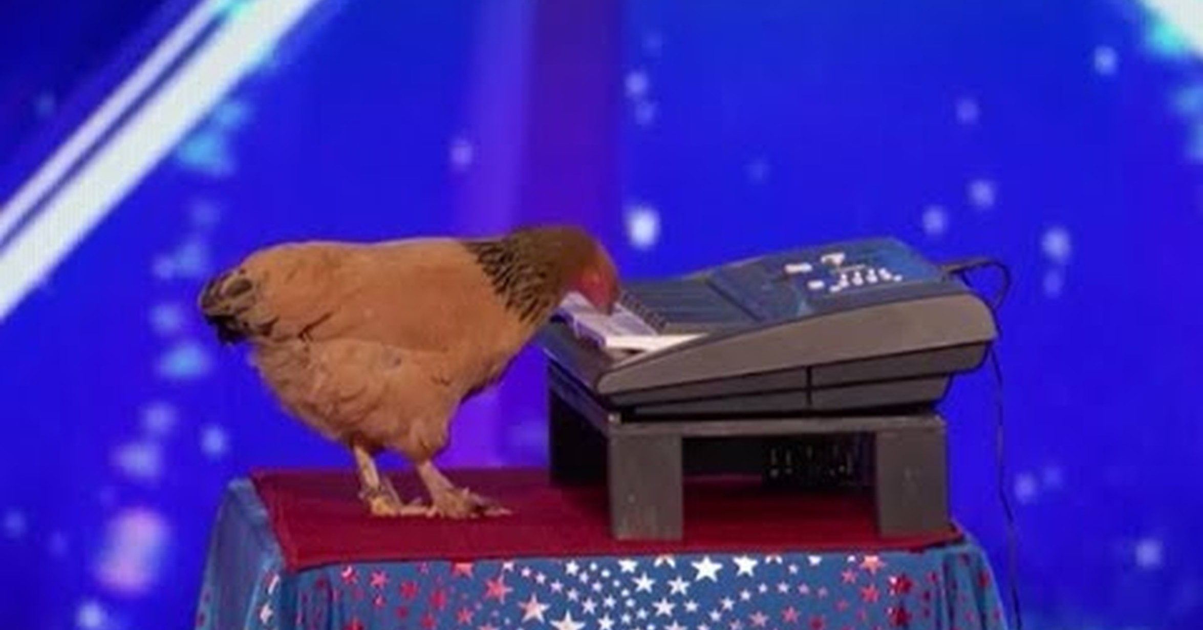 Cuánta Fauna > Esta gallina sorprende al público tocando el piano en America's Got Talent