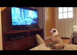 Enlace a Este perro trata de salvar a Leonardo DiCaprio en El Renacido