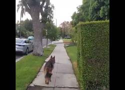 Enlace a La preocupación de este pastor alemán cuando pierde de vista a su dueño