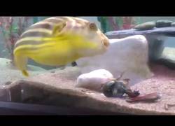 Enlace a Este cangrejo se pelea con un pez globo sin saber lo que le ocurriría