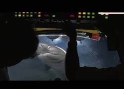 Enlace a Tres tiburones atacan al submarino del programa 'Blue Planet II' mientras grababan