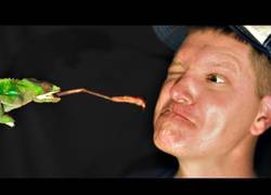 Enlace a La extraña y viscosa lengua de un camaleón, atrapando comida en slow motion (20.000 fps)