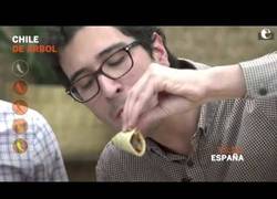 Enlace a Extranjeros prueban chiles mexicanos por primera vez.