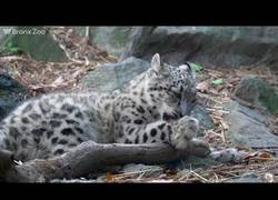 Enlace a Este pequeño leopardo empieza sus primeros pasos para aprender a atacar junto a su madre