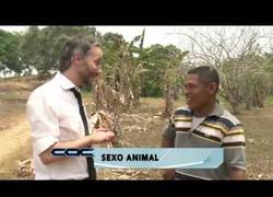 Enlace a El curioso hobby que tienen en este pequeño pueblo de Colombia con las burras