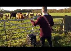 Enlace a Definitivamente a las vacas no les gusta las guitarras
