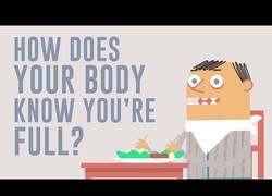 Enlace a ¿Cómo sabe tu cuerpo que estás lleno?