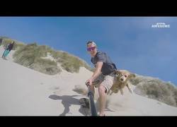 Enlace a Los animales son maravillosos