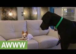 Enlace a Se adueña del sofá a pesar de ser del tamaño del hocico del Gran danés