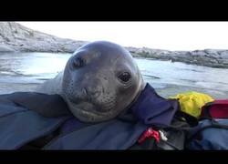 Enlace a La curiosidad de este bebé de foca al ver a turistas por su zona