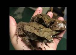 Enlace a Espérate y verás la sorpresa en estas hojas