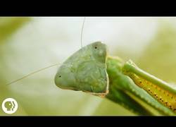 Enlace a La curiosidad más fascinante de las mantis