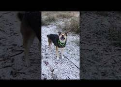 Enlace a Este perro tiene hambre y cree que puede alimentarse de copos de nieve