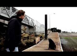 Enlace a Estaban en plena grabación de 'Blue Planet' cuando encontraron un león marino muy cabreado