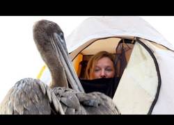 Enlace a Este pelícano se pasó de cotilla metiéndose en la tienda de acampada de la directora de 'Blue Planet'