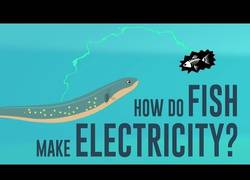 Enlace a Si pensabas que los peces eléctricos eran solo cosa de Pokemon debes mirarte esto