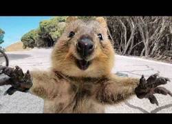 Enlace a Animales abrazando humanos es lo más adorable que verás hoy