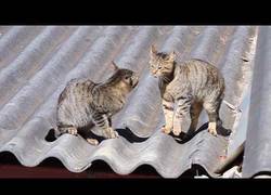 Enlace a Pelea entre dos gatos tuvo un insólito espectador que no se perdió ningún detalle