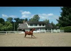 Enlace a La mejor manera para escapar de un lugar la tiene este caballo