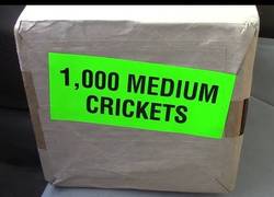 Enlace a Se compra 1000 grillos y los suelta en su jaula llena de reptiles