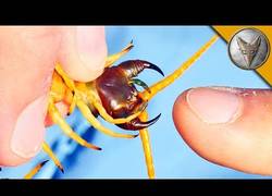 Enlace a Coyote Peterson lo ha vuelto a hacer y se deja picar por un enorme ciempiés gigante del desierto