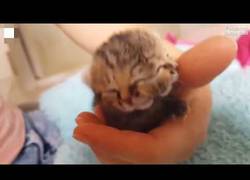 Enlace a El increíble nacimiento de un gatito con dos cabezas en Sudáfrica