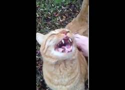 Enlace a El divertido maullido de este gato al ser acariciado