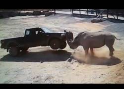 Enlace a El temible ataque de rinocerontes