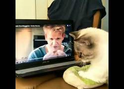 Enlace a Este gato toma clases de Gordon Ramsay para aprender a amasar