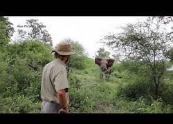 Enlace a Alan McSmith se pone frente a frente con un elefante furioso