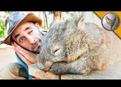 Enlace a Coyote Peterson se encuentra con un Wombat, el animal con las heces cúbicas