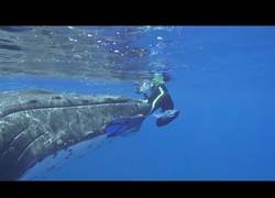 Enlace a Captan el momento en el que una ballena salva a un hombre del ataque de un tiburón