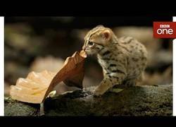 Enlace a Graban al prionailurus rubiginosus, el felino más pequeño del mundo